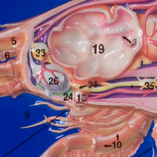 Crayfish Model Activity Set – The Science Bank