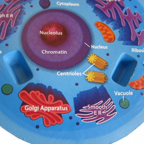 Cross Section Animal Cell – The Science Bank