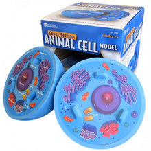 Load image into Gallery viewer, Cross Section Animal Cell
