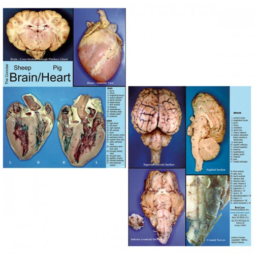 Concise Dissection Chart: Sheep Brain & Pig Heart