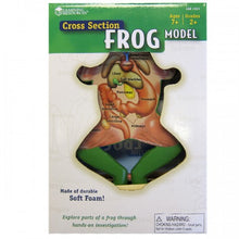 Load image into Gallery viewer, Cross Section Frog Model
