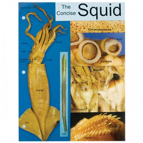 Concise Dissection Chart: Squid – The Science Bank