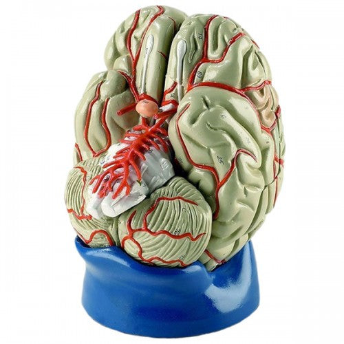 Deluxe Life-Size Brain Model