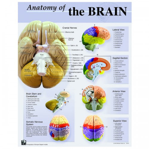 Anatomy of the Brain Poster – The Science Bank