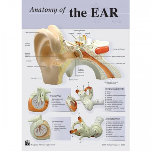 Anatomy of the Ear Poster – The Science Bank