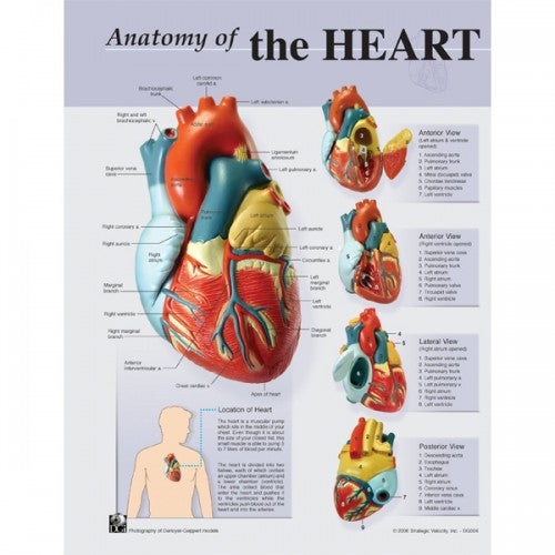 Anatomy of the Heart Poster