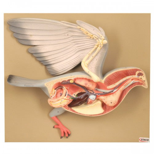 Science Pigeon Pigeon Model – The Science Bank