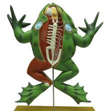 Load image into Gallery viewer, Eisco Bull Frog Model

