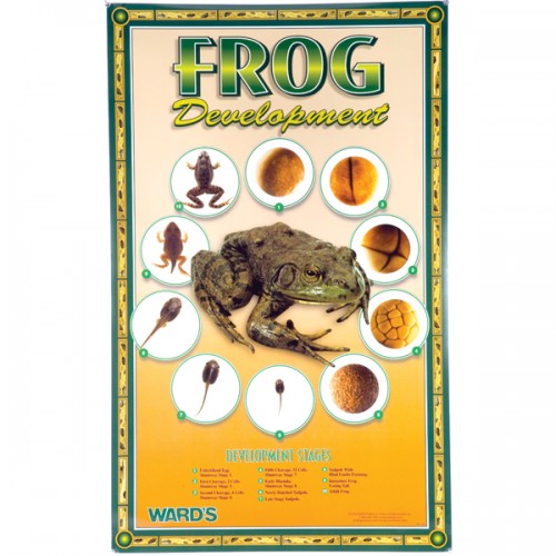 Frog Development Poster