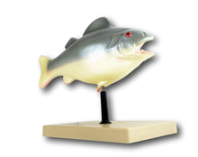 Load image into Gallery viewer, Eisco Fish Model
