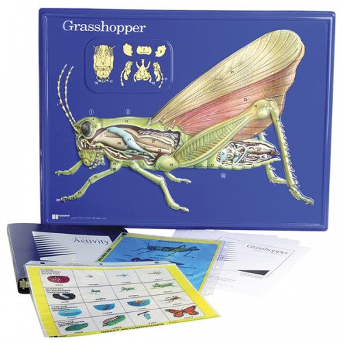 Grasshopper Model Activity Set