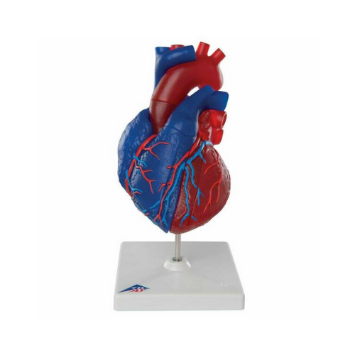 Heart Model 5-Part