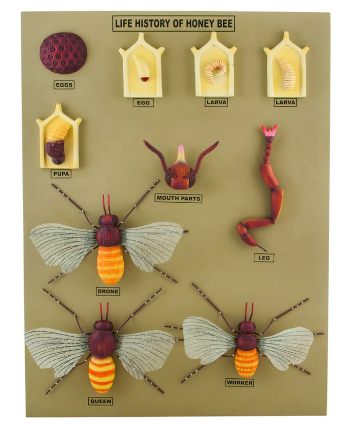Honey Bee Life History Model
