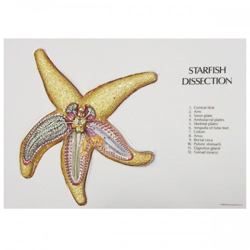 Starfish Dissection Labeled