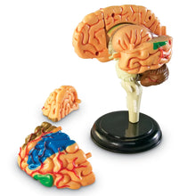 Load image into Gallery viewer, Human Brain Anatomy Model
