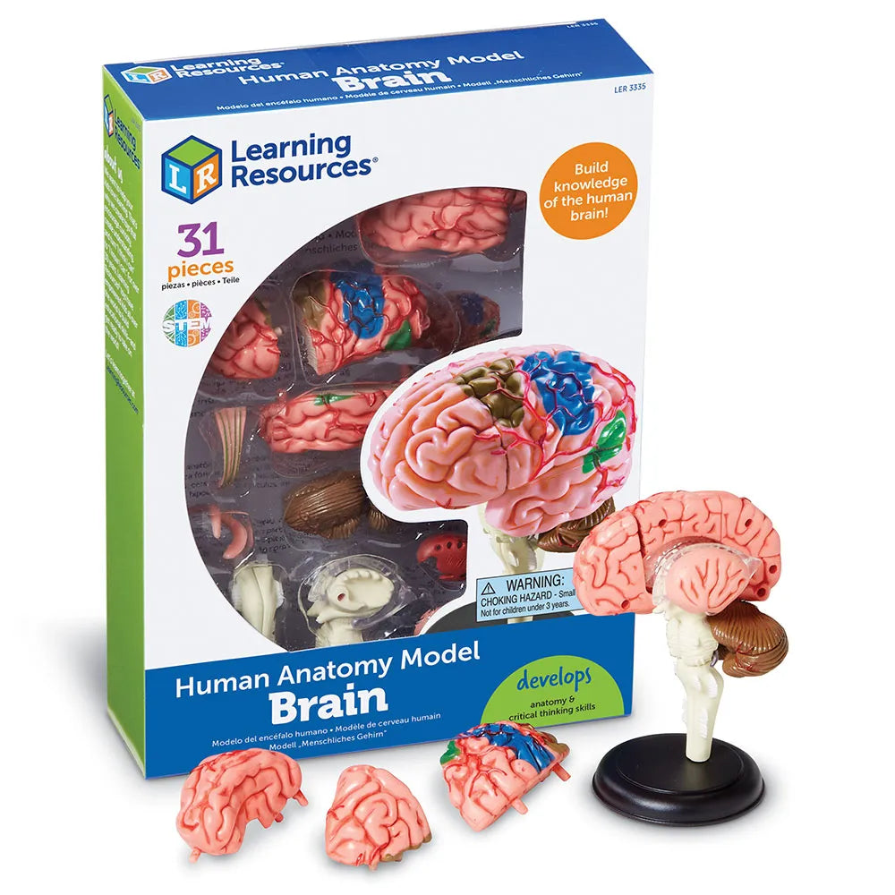 Brain Box Model Brain: Human Brain Anatomy Model – The Science Bank