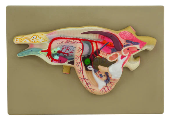 Lizard Dissection Model – The Science Bank