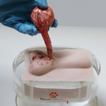 Load image into Gallery viewer, Canine Orchiectomy (Neuter) Model
