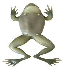 Load image into Gallery viewer, Rescue Critters Realistic Frog Dissection Model

