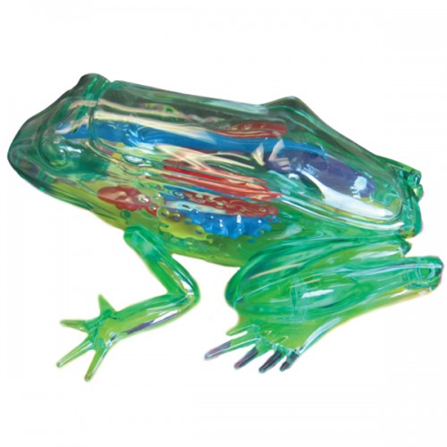 See Through Frog Model