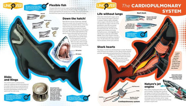 The Anatomy Of A Shark Anatomy Of A Shark Bite [DVD] NEW | EBay