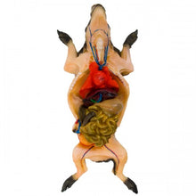 Load image into Gallery viewer, Ward&#39;s Fetal Pig Model
