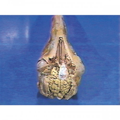 Anatomy Of The Sheep Brain Canine Brain Transection Through Midbrain