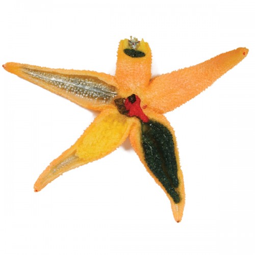 Wards Starfish Model