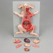 Load image into Gallery viewer, Altay Fetal Pig Model
