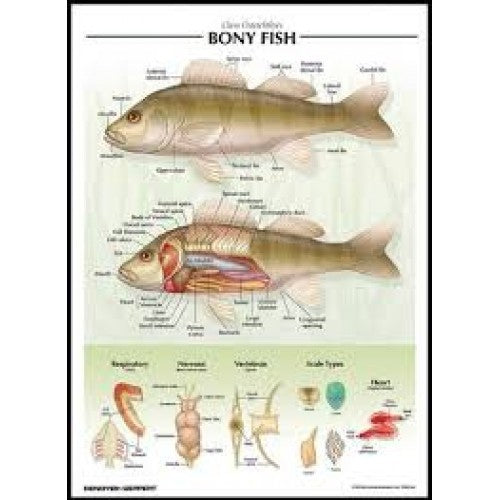 Raised-Relief Bony Fish Poster