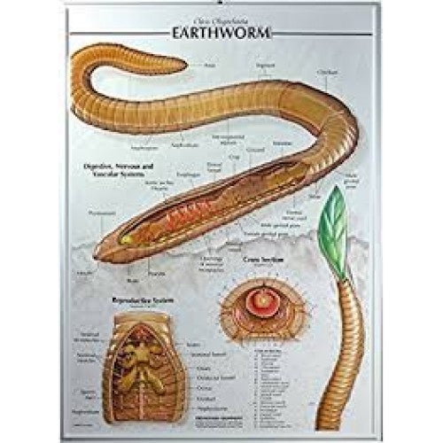 Raised-Relief Earthworm Poster